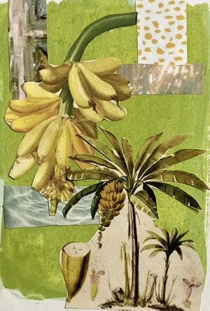 Banana Palm